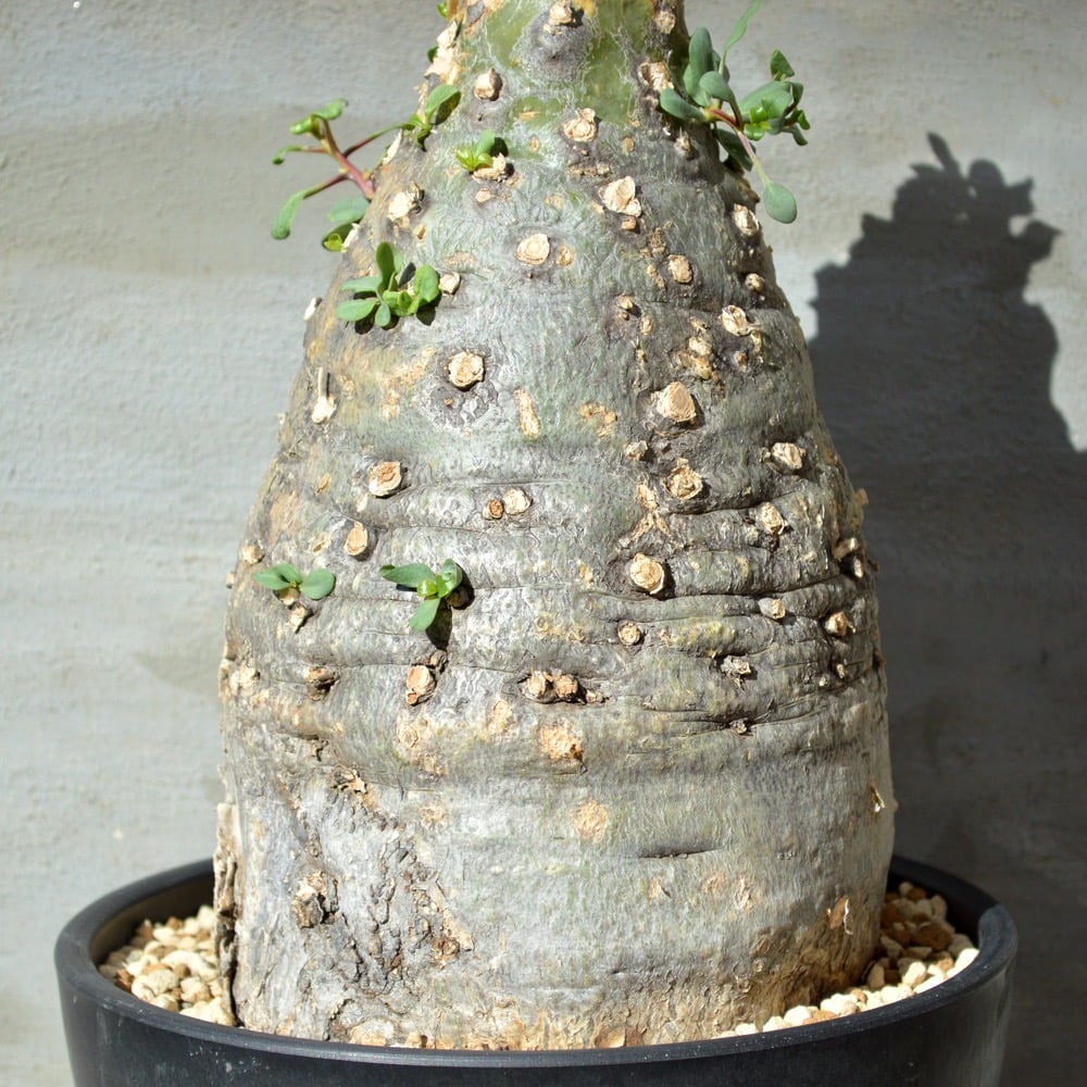 別格巨木　怪物モンスター級現地球　発根済　フォークイエリア　コルムナリス　観峰玉 fit=scale-down,w=1200