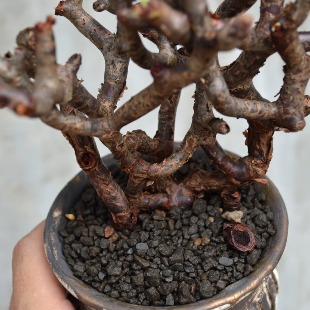 【今週限定価格！現地球・発根済み】ペラルゴニウム・ミラビレ 保田修作氏鉢 植物×鉢】ぺラルゴ二ウム ミラビレ 現地株 発根済み × 保田修作