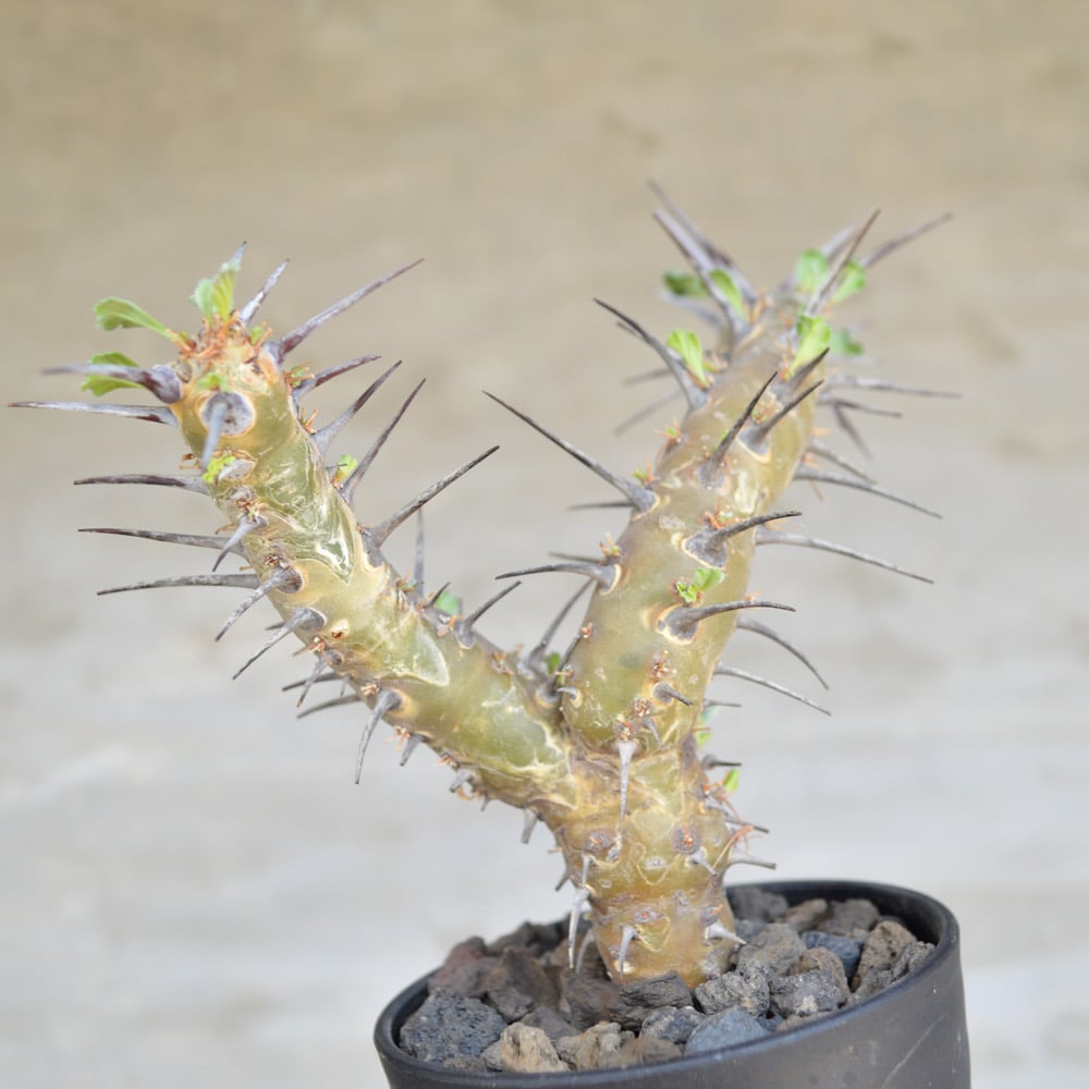 サルコカウロン　クラシカウレ（モンソニア　クラシカウリス）現地球　発根済み モンソニア サルコカウロン クラシカウレ 発根済 現地株 MS-03 × S.N.