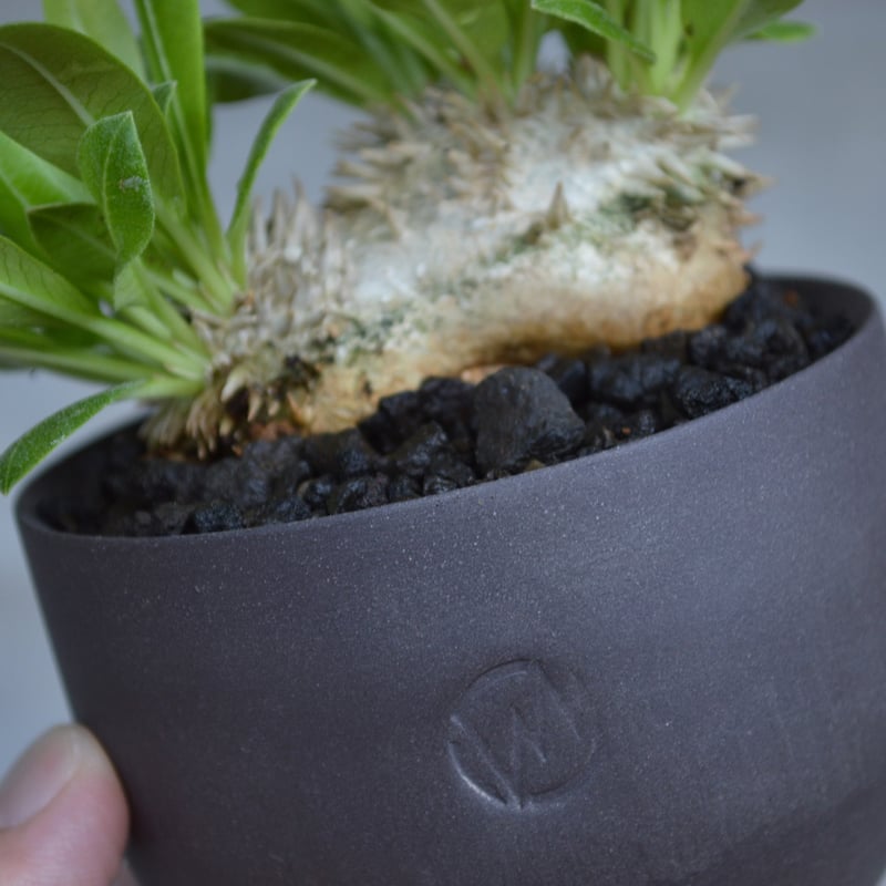 植物 × 鉢 】パキポディウム ブレビカウレ × Valiem GHOST（BOWL / S