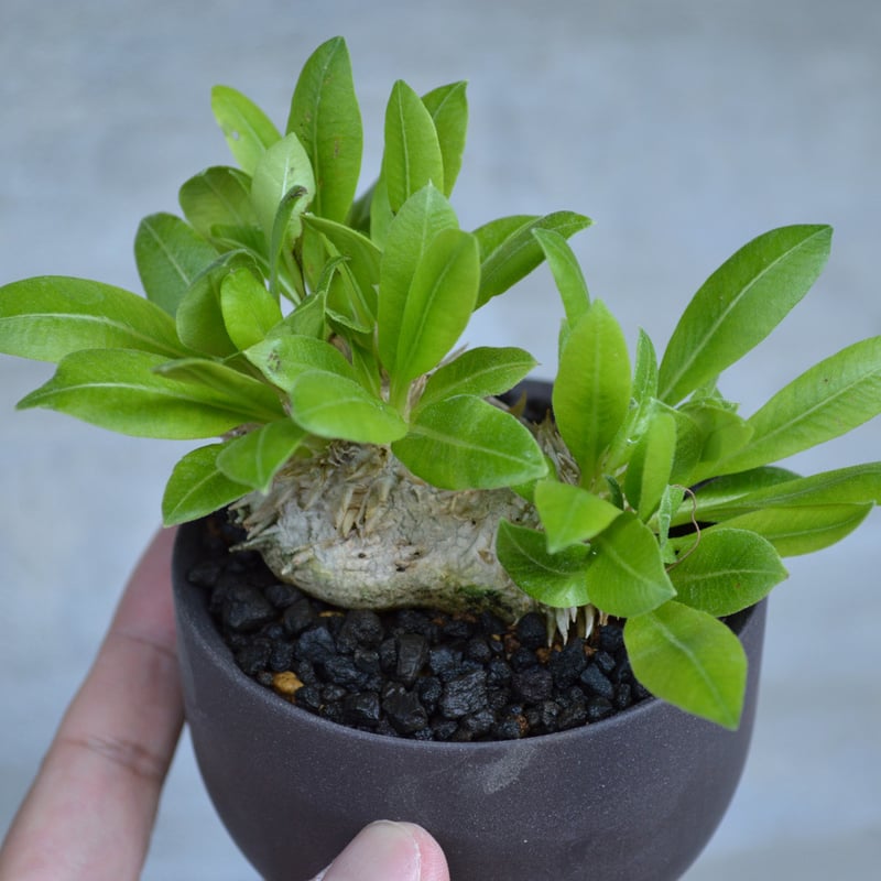 植物 × 鉢 】パキポディウム ブレビカウレ × Valiem GHOST（BOWL / S