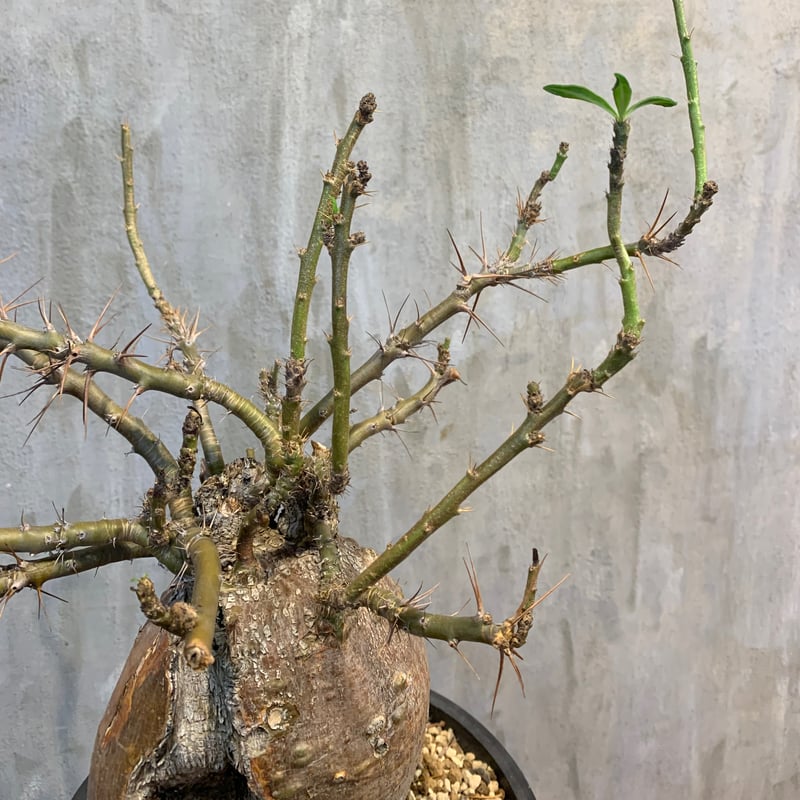 植物×鉢】パキポディウム ビスピノーサム 現地級 大株 植物×鉢】パキポディウム ビスピノーサム 現地級 大株
