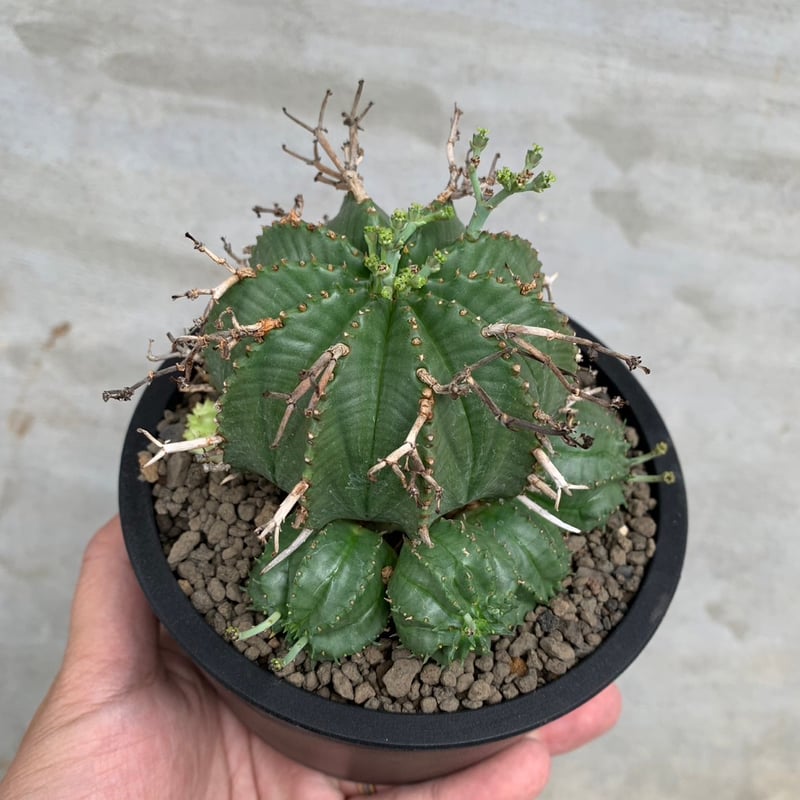 メス 4株 バリダ ユーフォルビア コーデックス：ユーフォルビア バリダ ゼブラ個体*幅4cm 現品！一品