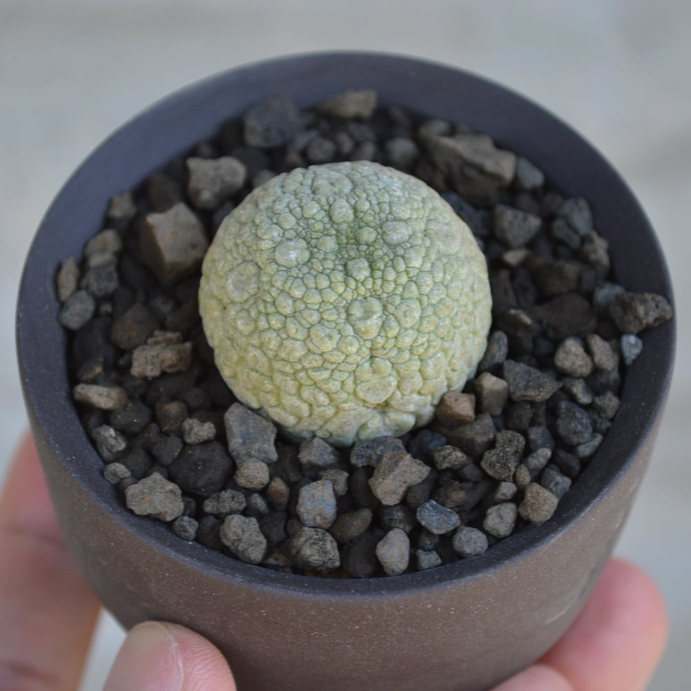 植物 × 鉢 】プセウドリトス ミギウルティヌス × Valiem GHOST 植物 × 鉢 】プセウドリトス ミギウルティヌス × Valiem GHOST