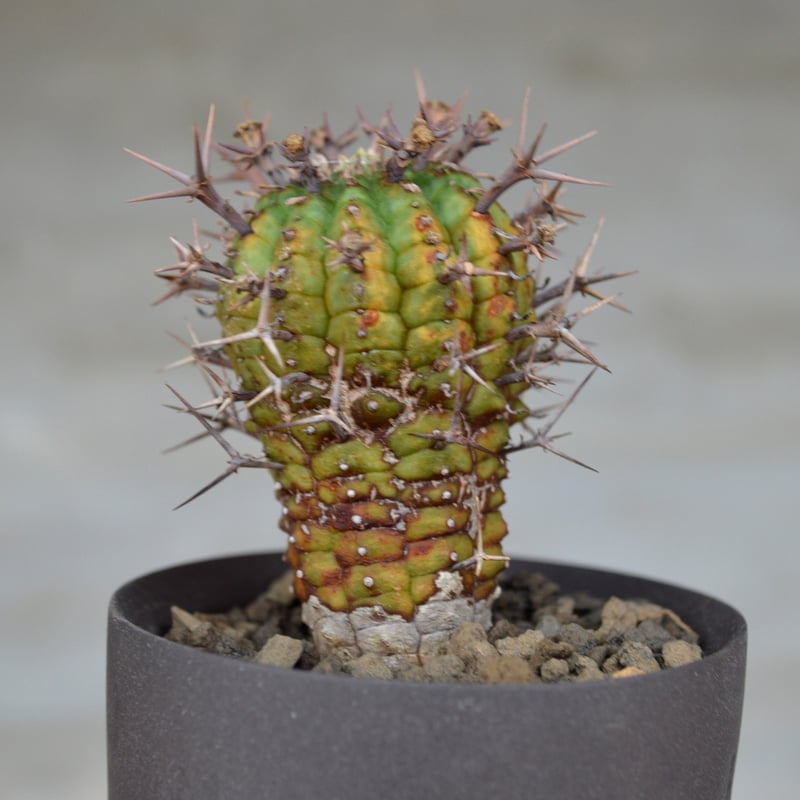 植物 × 鉢 】ユーフォルビア ステリスピナ 群星冠 × Valiem GHOST（BOW