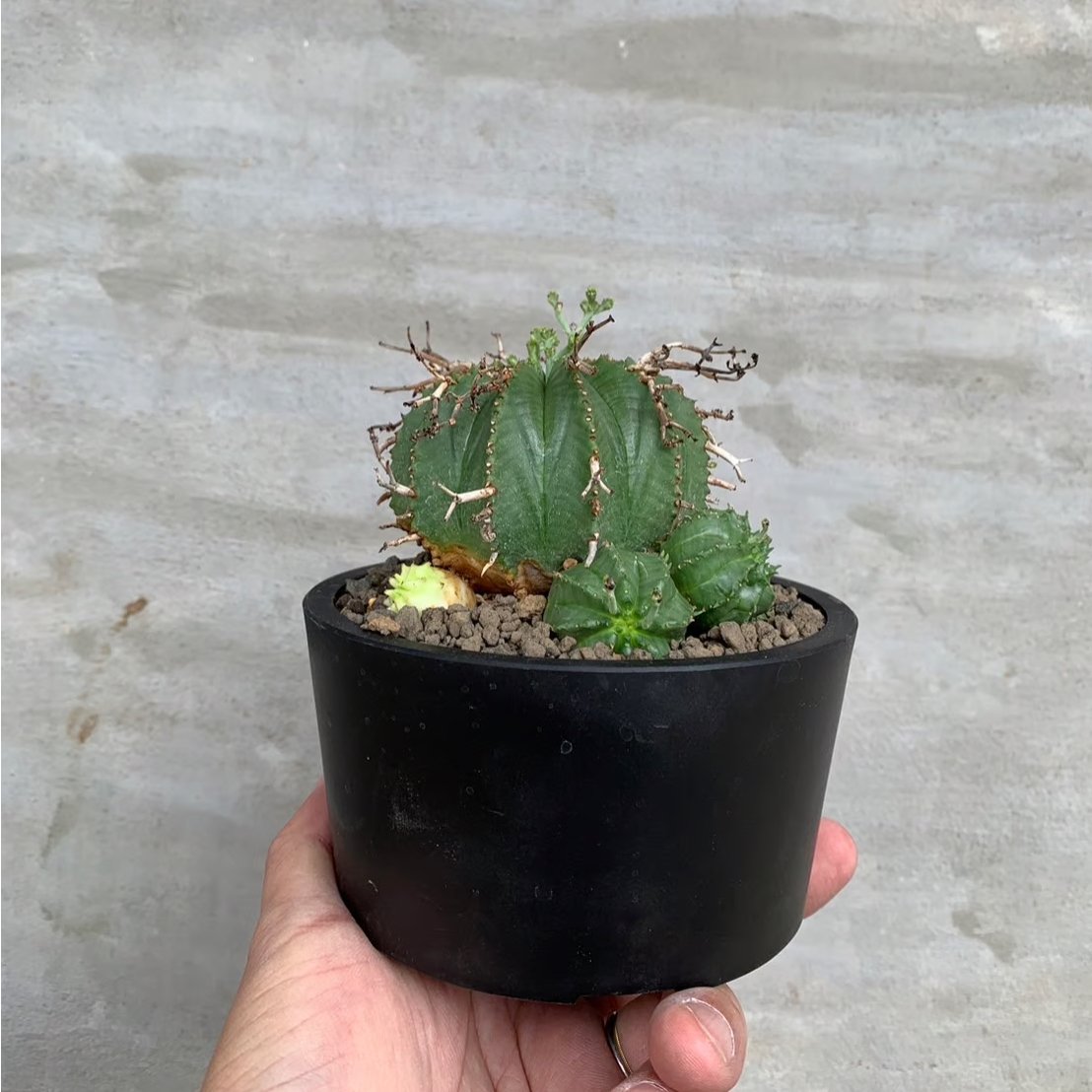 植物】ユーフォルビア バリダ メス プラ鉢植え込み | A-PLANTS|塊根