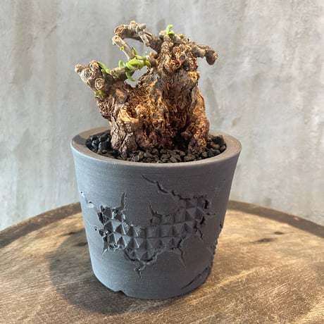 狂鉢　作家鉢　陶器鉢　植木鉢 狂鉢作家鉢陶器鉢植木鉢