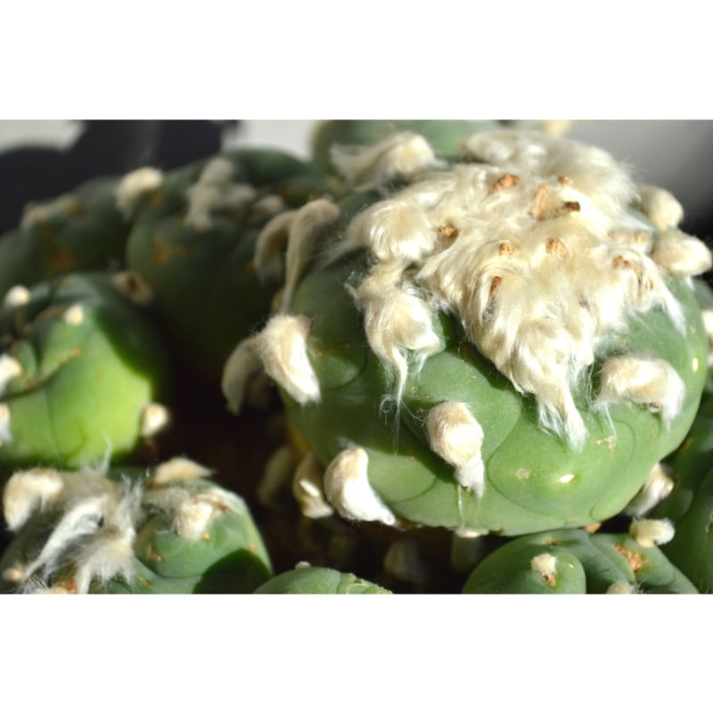 植物】サボテン ロフォフォラ デフーサ 翠冠玉 群生 超美株 | A 植物】サボテン ロフォフォラ デフーサ 翠冠玉 群生 超美株 | A