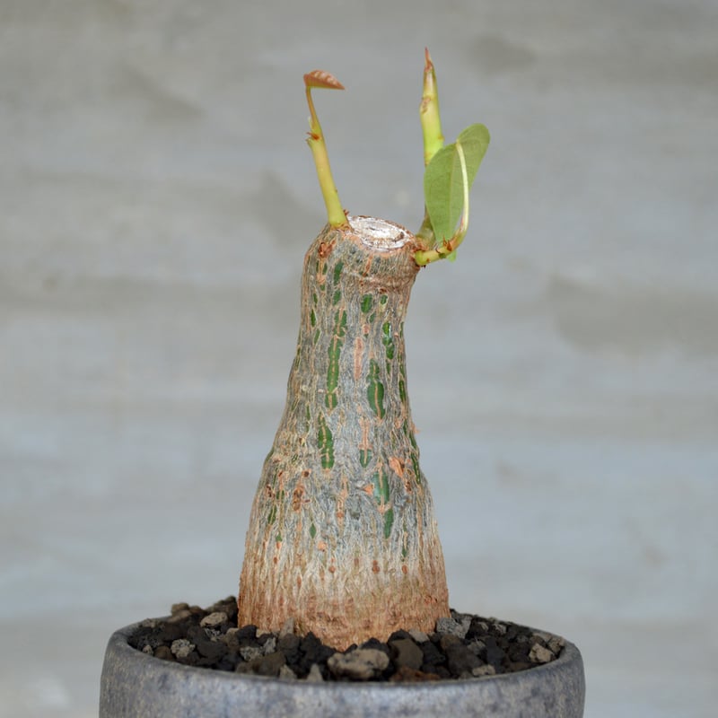 植物 x 鉢】プセウドボンバックス エリプティクム 実生株 × 陶器鉢 | A