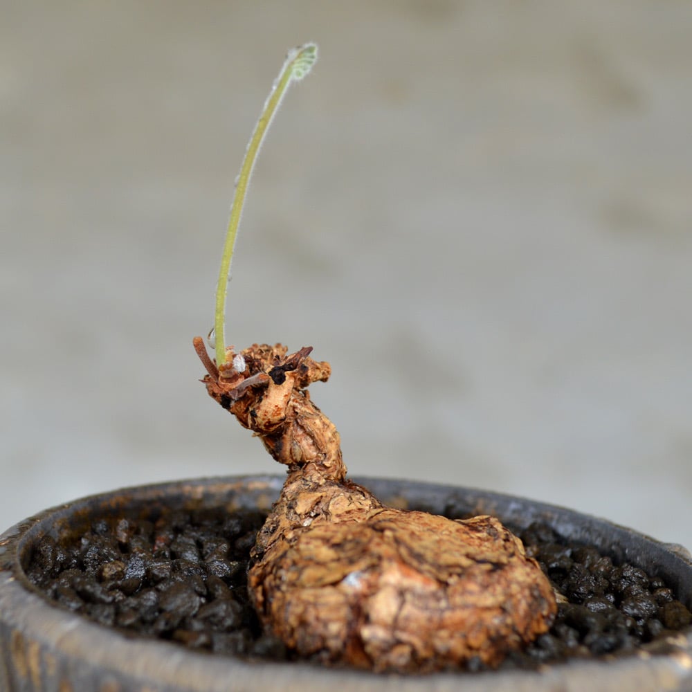 植物×鉢】ペラルゴニウム ロバツム × willing plant 陶器鉢 | A 植物×鉢】ペラルゴニウム ロバツム × willing plant 陶器鉢 | A