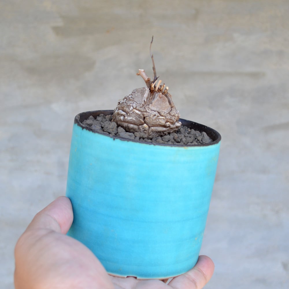 植物 × 鉢 】ディオスコレア エレファンティペス 亀甲竜 × 馬場匠 陶器