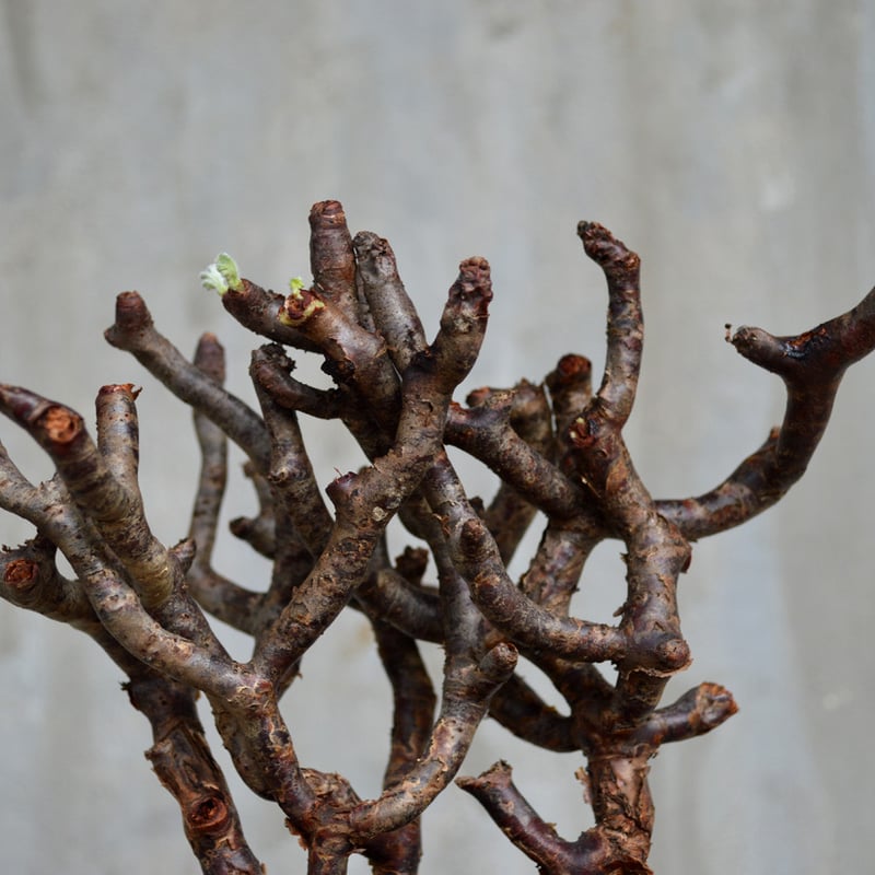 【今週限定価格！現地球・発根済み】ペラルゴニウム・ミラビレ 保田修作氏鉢 fit=scale-down,w=1200