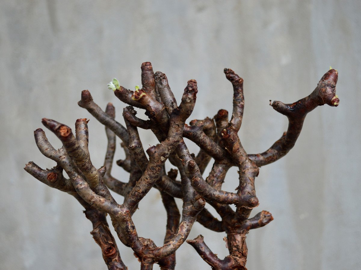 【今週限定価格！現地球・発根済み】ペラルゴニウム・ミラビレ 保田修作氏鉢 植物×鉢】ぺラルゴ二ウム ミラビレ 現地株 発根済み × 保田修作