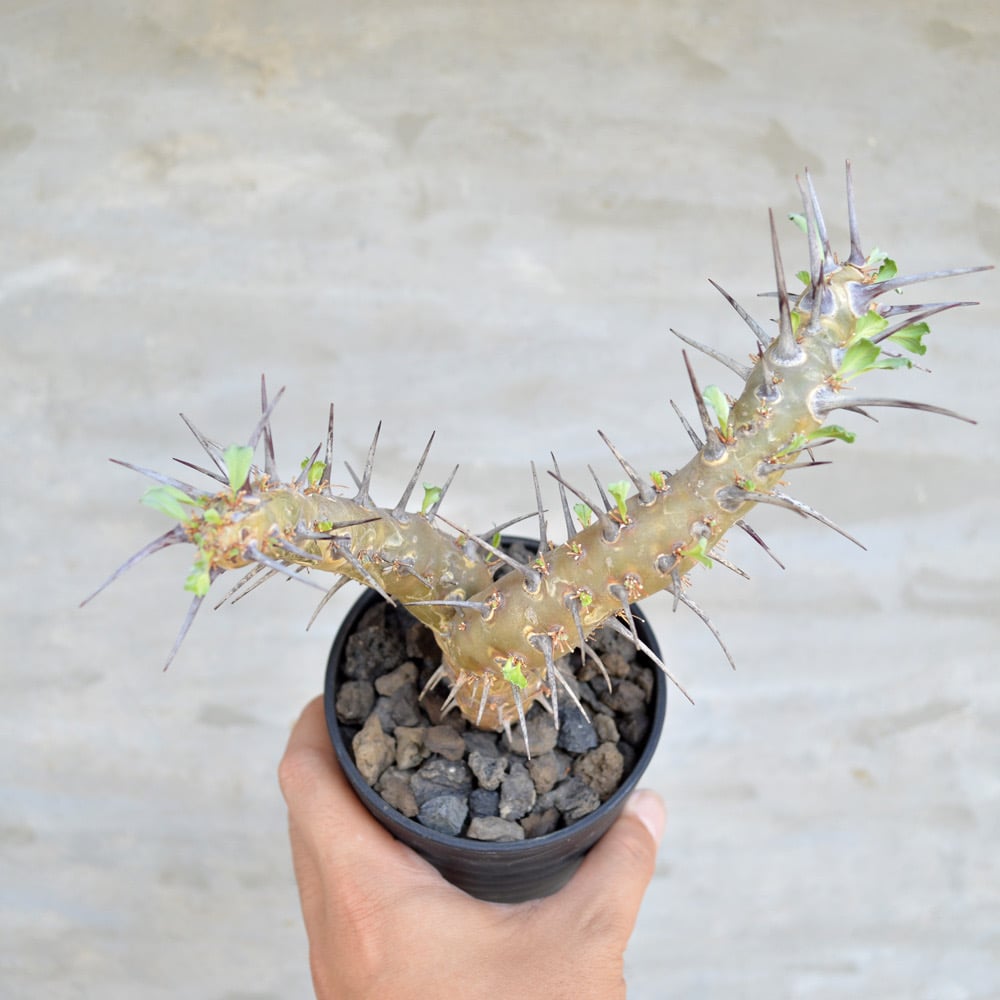 サルコカウロン　クラシカウレ（モンソニア　クラシカウリス）現地球　発根済み fit=scale-down,w=1200