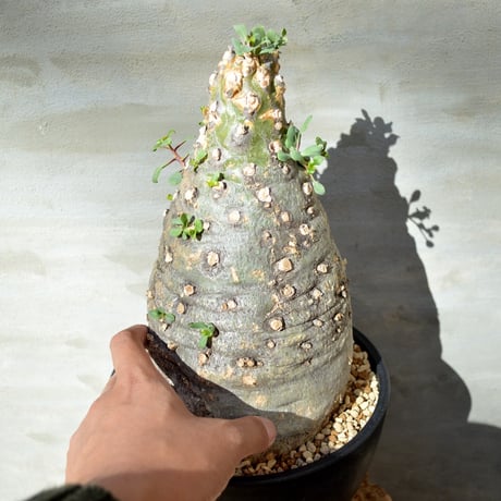 CATEGORY codex 塊根植物 | A-PLANTS|塊根植物販売 CATEGORY codex 塊根植物 | A-PLANTS|塊根植物販売