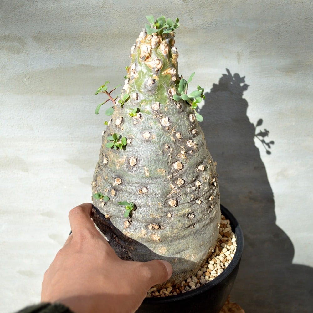 植物】 観峰玉 フォークイエリア コルムナリス 現地球 <良型> 発 植物】 観峰玉 フォークイエリア コルムナリス 現地球 <良型> 発
