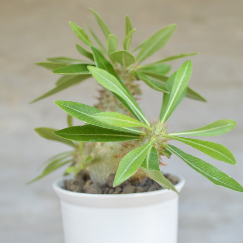 植物】パキポディウム デンシフローラム × グラキリス 国内実生株 陶器