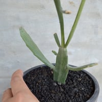 植物】オトンナ ユーフォルビオイデス 現地球 発根済み | A