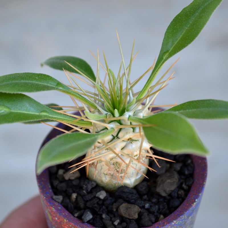 植物×鉢】パキポディウム ナマクアナム 光堂 × Valiem GHOST 植物×鉢】パキポディウム ナマクアナム 光堂 × Valiem GHOST