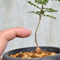 【今週限定価格！現地球・発根済み】ペラルゴニウム・ミラビレ 保田修作氏鉢 植物×鉢】ペラルゴニウム ミラビレ 現地球 大株 発根済み