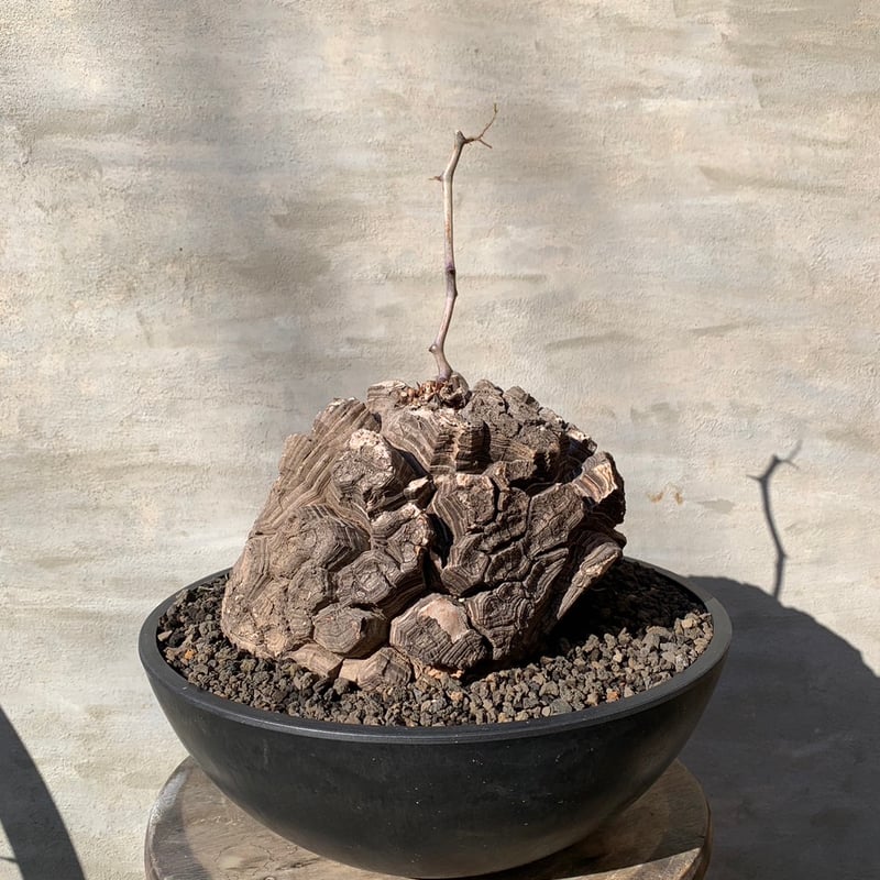 公式セール アフリカ亀甲竜 塊根植物 ビザールプランツ 休眠明け 子