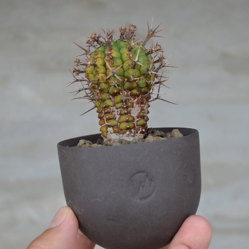 ユーフォルビア 群星冠 子株付き ステリスピナ Euphorbia Stellispina
