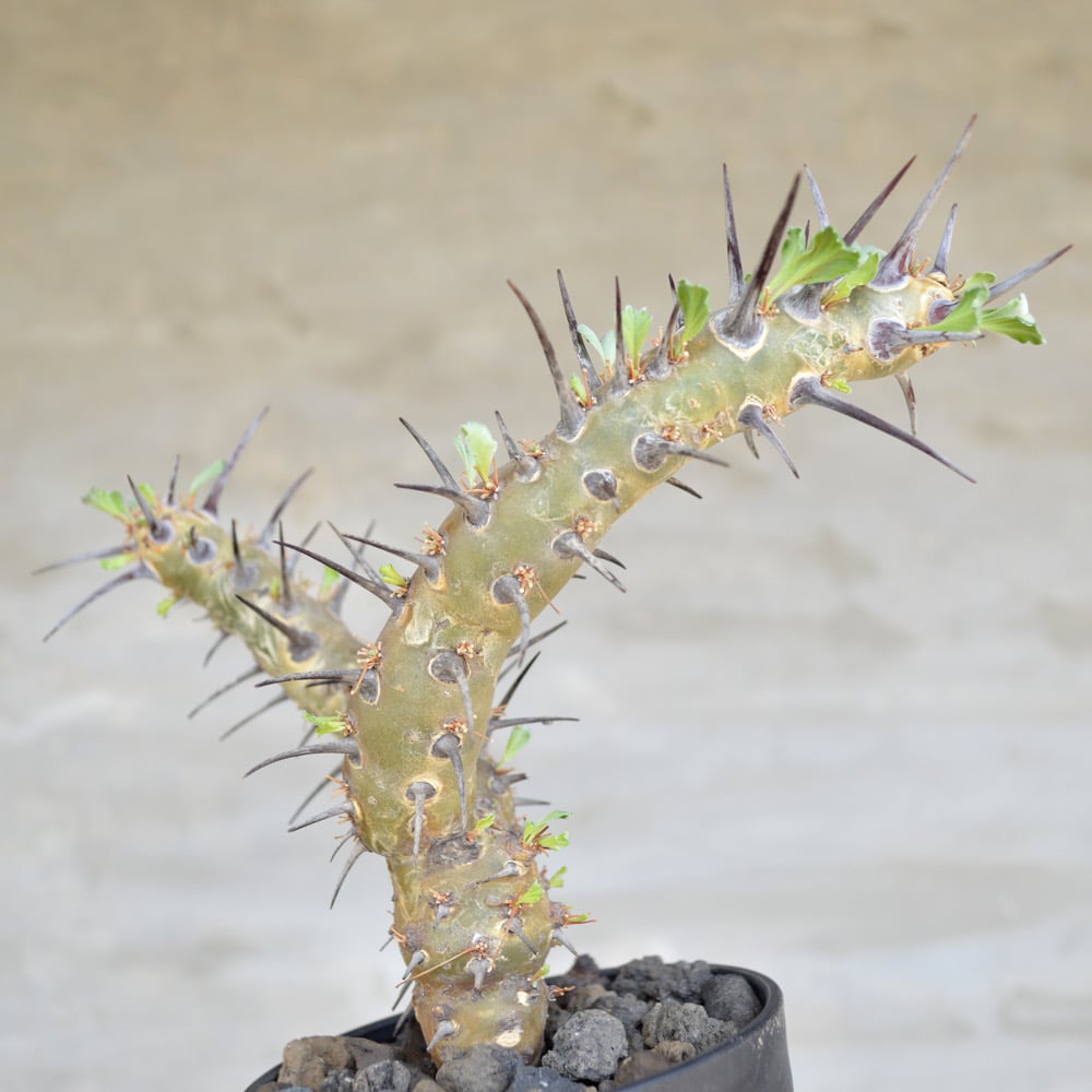 植物] モンソニア クラシカウリス ( サルコカウロン クラシカウレ