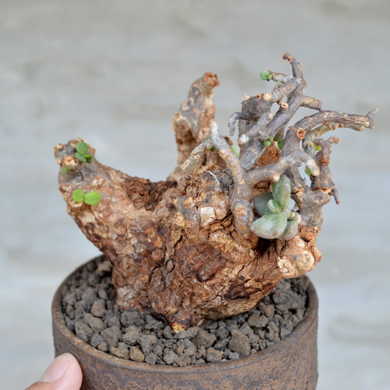 植物×鉢】ケラリア ピグマエア 現地球 発根済み × 陶器鉢 | A 植物×鉢】ケラリア ピグマエア 現地球 発根済み × 陶器鉢 | A