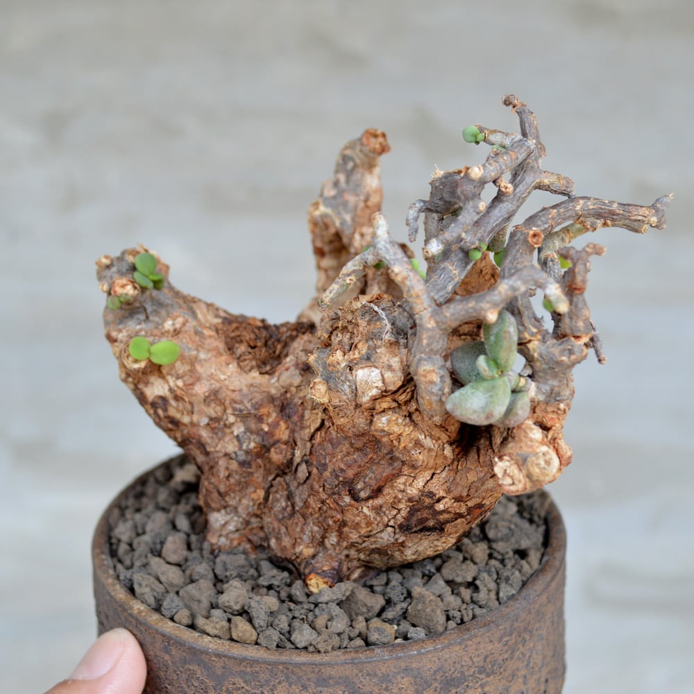植物×鉢】ケラリア ピグマエア 現地球 発根済み × 陶器鉢 | A 植物×鉢】ケラリア ピグマエア 現地球 発根済み × 陶器鉢 | A