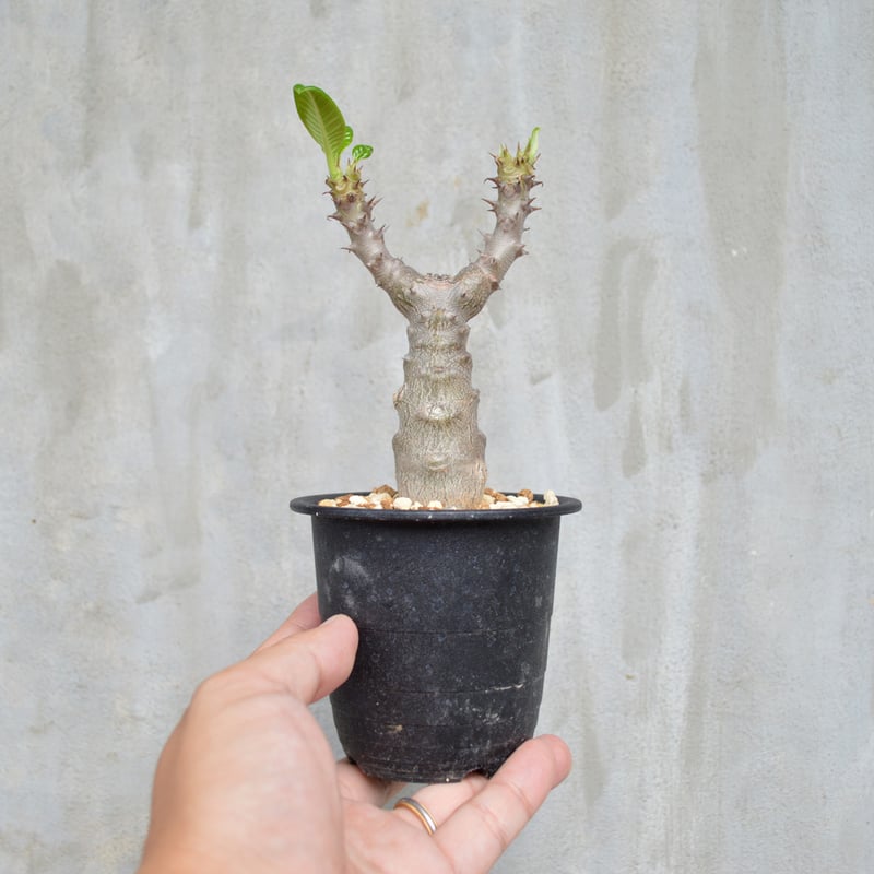 植物】 【ランダム配送】 パキポディウム ウィンゾリー 実生株 植物】 【ランダム配送】 パキポディウム ウィンゾリー 実生株