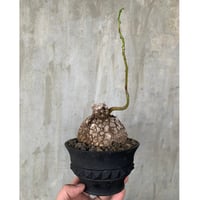 【植物×鉢】ステファニア ツベローサ× d.i.p スタッズ プラスチックポット 多肉植物 塊根植物 コーデックス