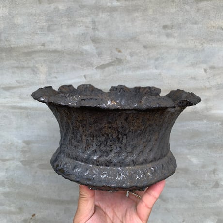 CATEGORY 姫野翔太 | A-PLANTS|塊根植物販売 CATEGORY 姫野翔太 | A-PLANTS|塊根植物販売