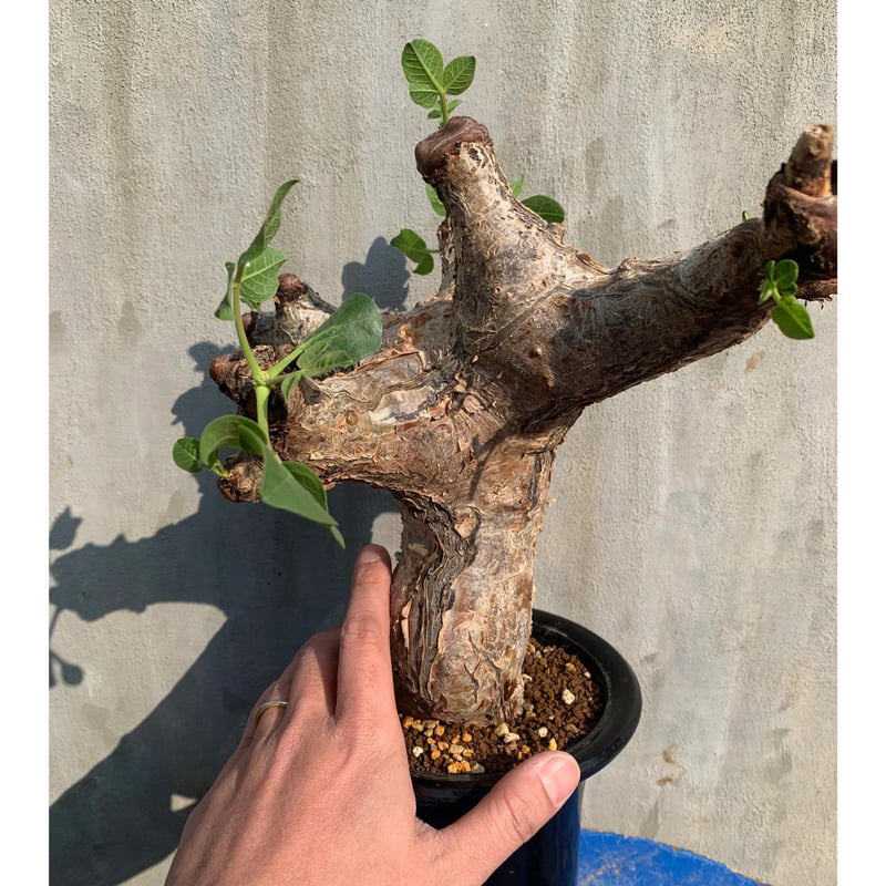 発根済 現地株 コミフォラ グイドッティ 8labo 作家鉢YKBizarrePlants 