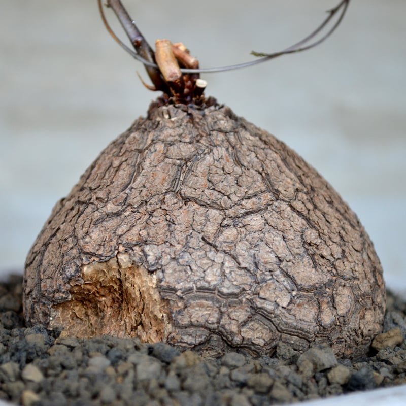 植物×鉢】ディアスコレア エレファンティペス 亀甲竜 発根済み 現地球