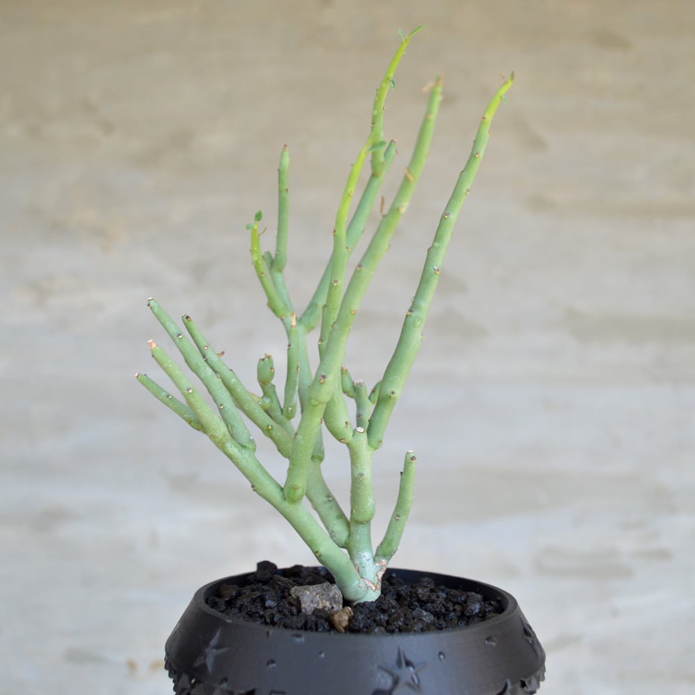 valiem L＆ユーフォルビアリグノーサ valiem L＆ユーフォルビアリグ