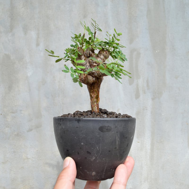 植物】センナ メリディオナリス 良型実生株 | A-PLANTS|塊根植物販売