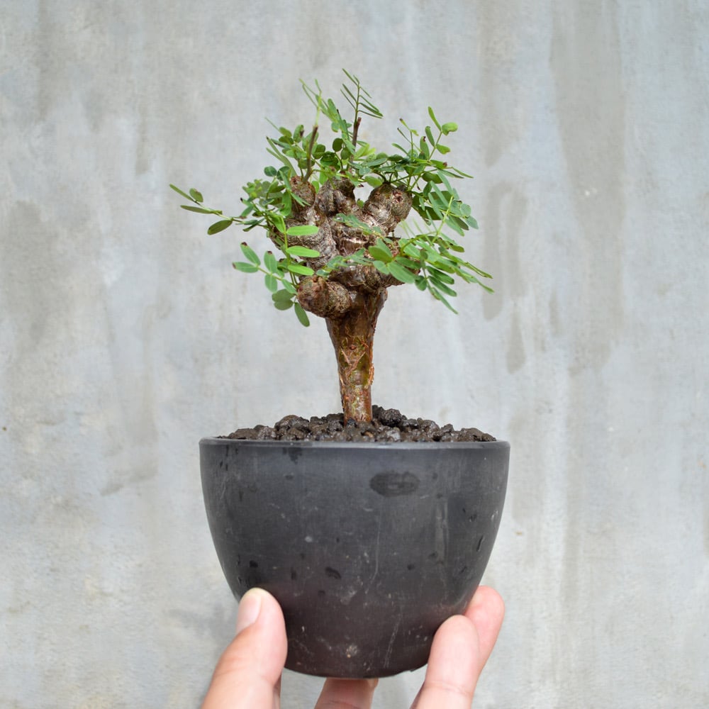 植物】センナ メリディオナリス 良型実生株 | A-PLANTS|塊根植物販売 植物】センナ メリディオナリス 良型実生株 | A-PLANTS|塊根植物販売