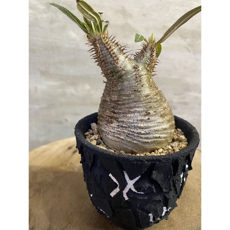 【植物×鉢】パキホディウム グラキリス bl.taichi 塊根植物 コーデックス マダガスカル現地球