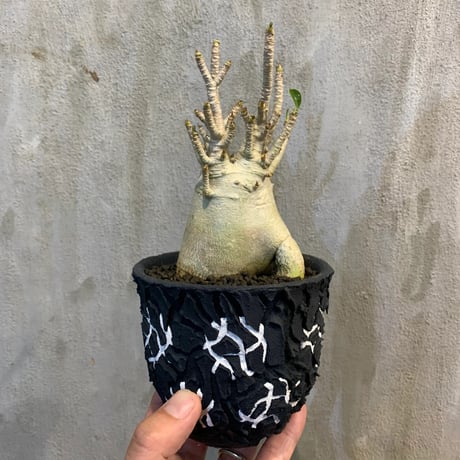 【植物×鉢】アデニウム 特選株 ×Left botanical 白黒S