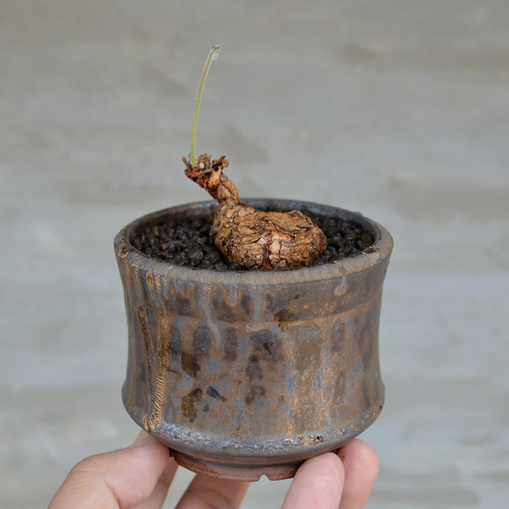 Willing plant 鉢(受け皿付き) 植物×鉢】ペラルゴニウム ロバツム × willing plant 陶器鉢 | A-PLA