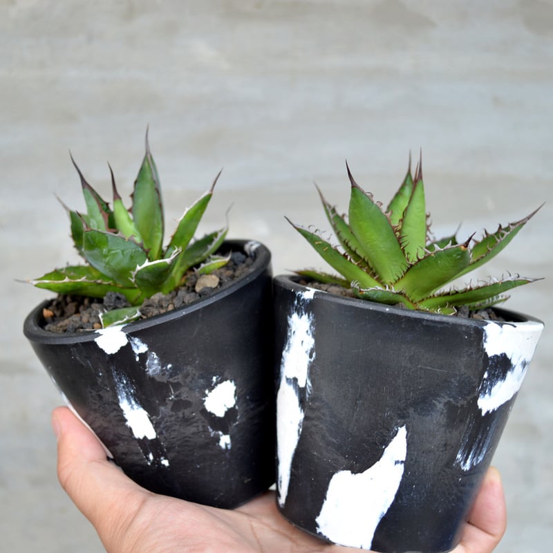 特選美 アガベホリダ 鉢付き 植物×鉢】 【ランダム配送】 アガベ