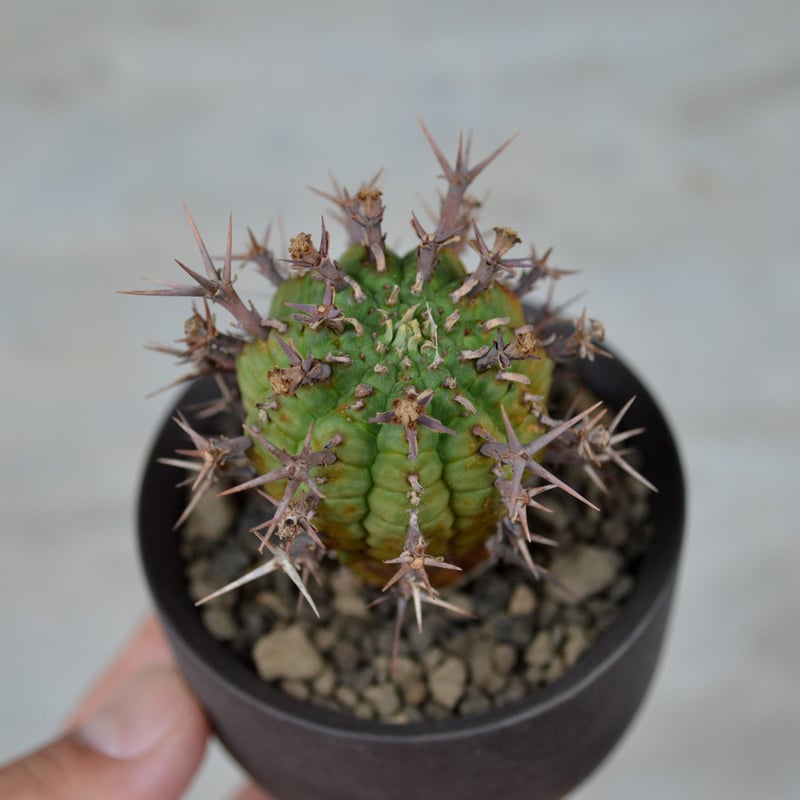 植物 × 鉢 】ユーフォルビア ステリスピナ 群星冠 × Valiem