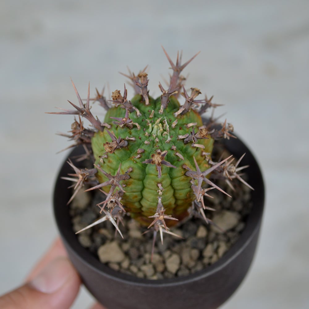 植物 × 鉢 】ユーフォルビア ステリスピナ 群星冠 × Valiem 植物 × 鉢 】ユーフォルビア ステリスピナ 群星冠 × Valiem