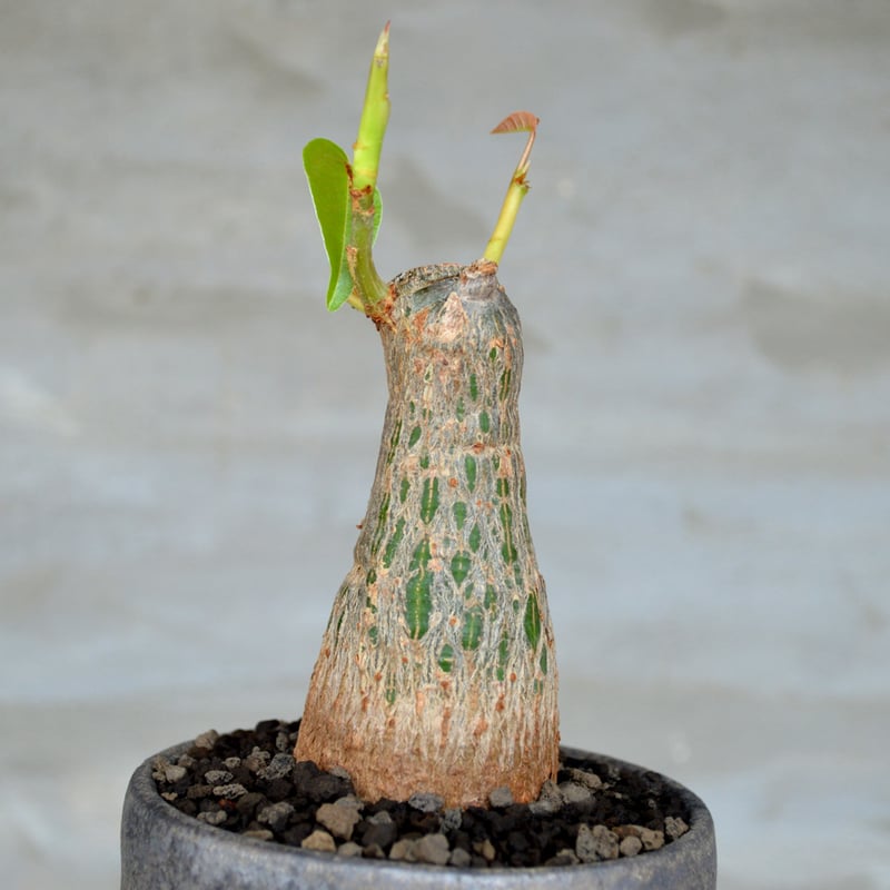 植物 x 鉢】プセウドボンバックス エリプティクム 実生株 × 陶器