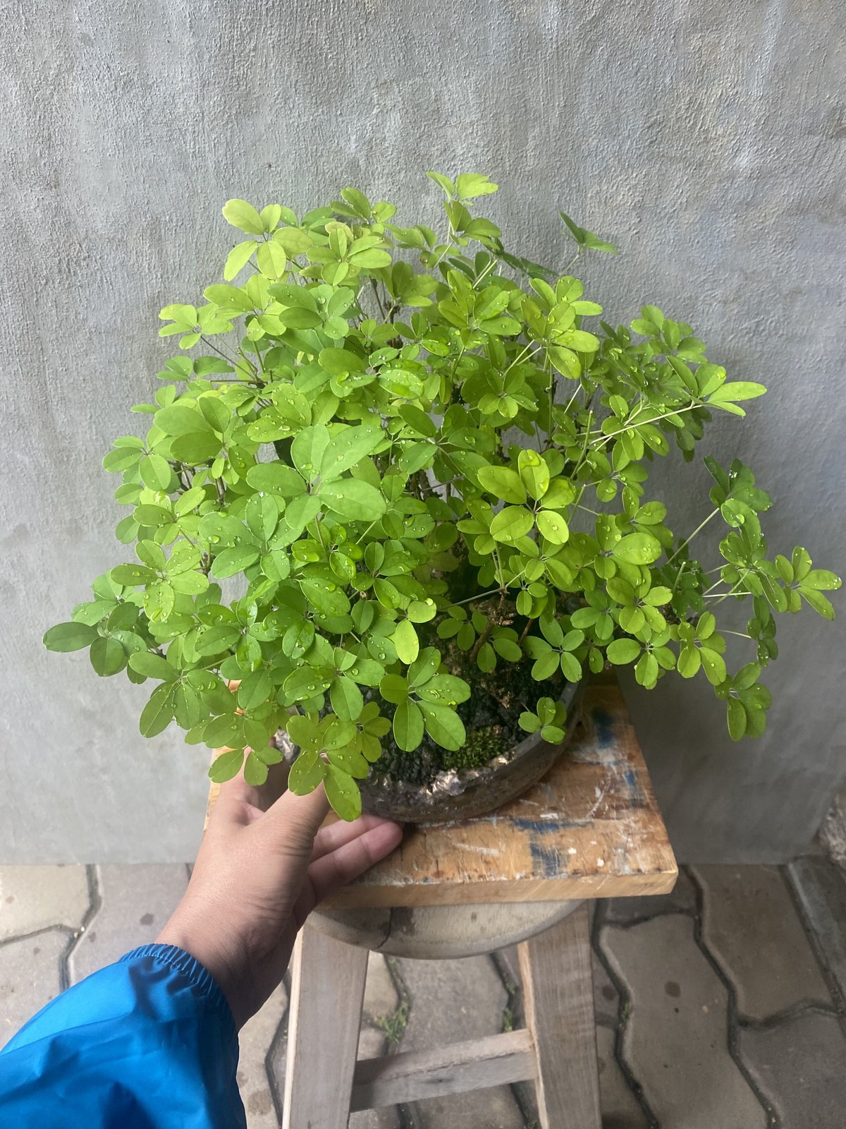 植物×鉢】アケビ× 保田修作 大鉢 盆栽 日本 塊根植物 | A-PLANTS|塊根