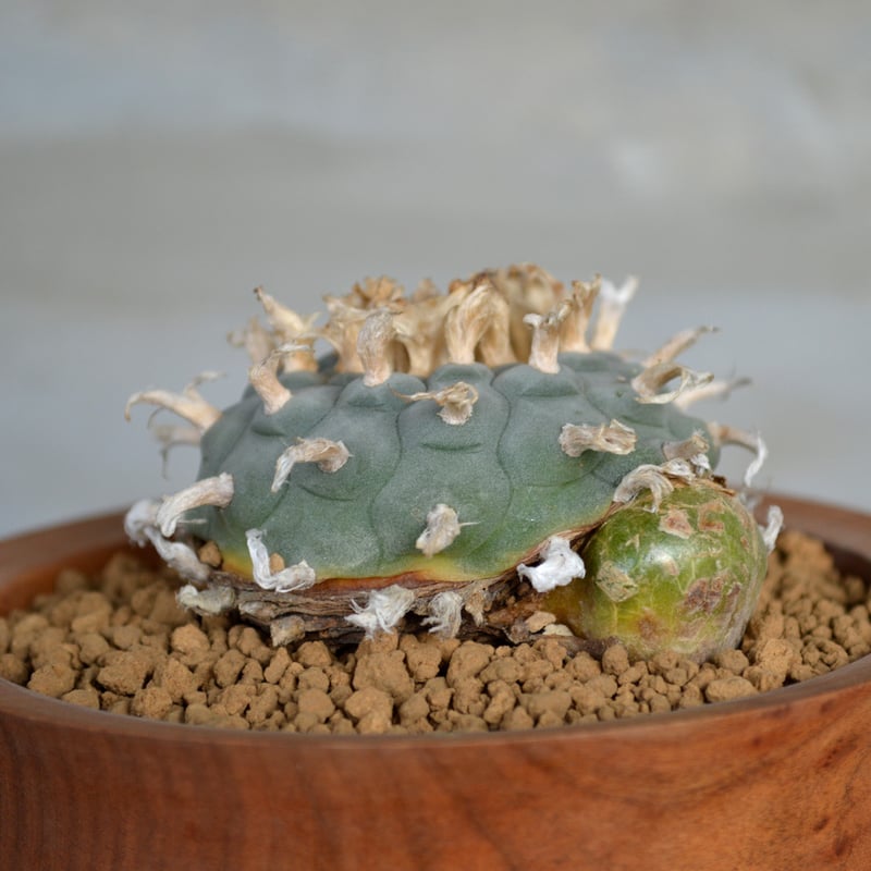植物×鉢】サボテンロフォフォラ ウイリアムシー 烏羽玉 × ICHIGU 木製