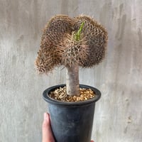 植物 × 鉢 】パキポディウム グラキリス 緑肌/美株 × 陶器鉢 | A