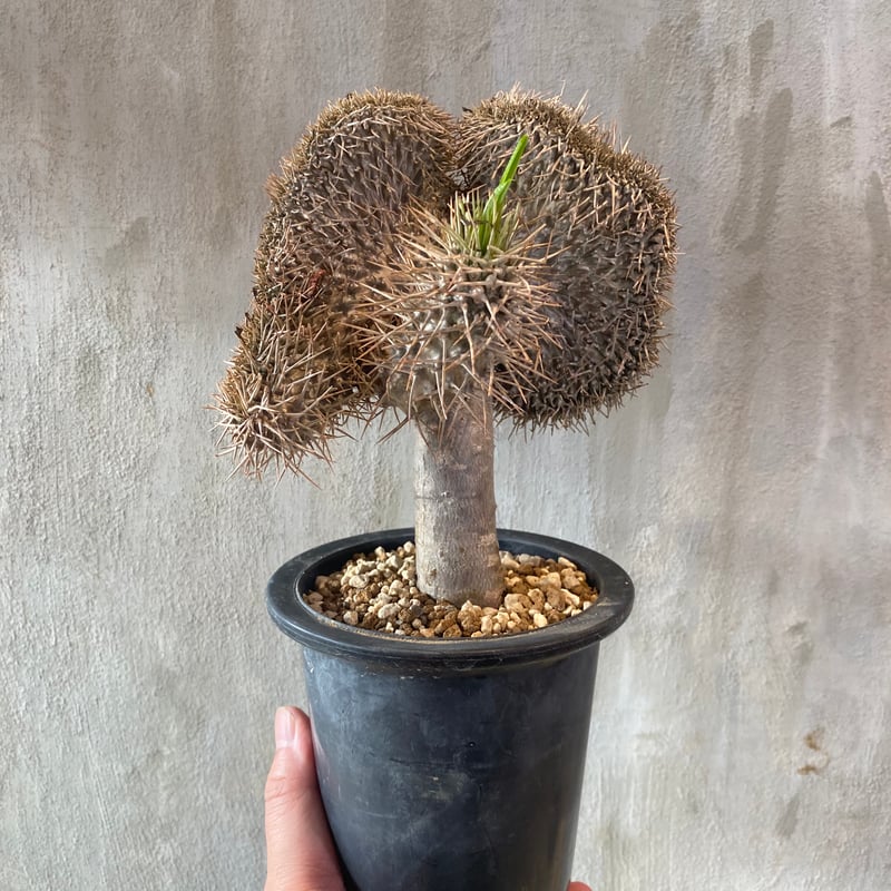 パキポディウム ラメリー  綴化（クリスタータ） 植物】パキポディウム ラメリー クリスタータ 接木 タイ実生株 1