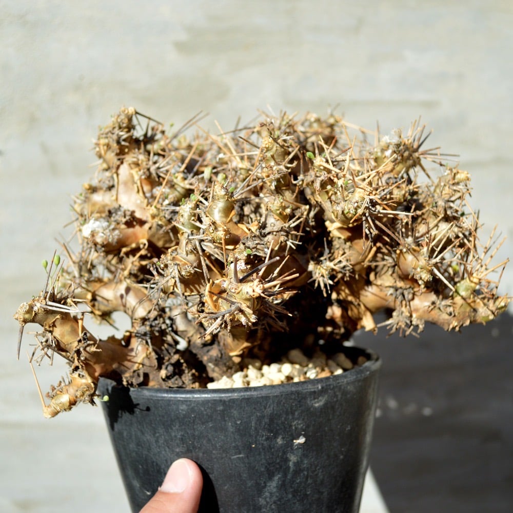 植物】オトンナ ユーフォルビオイデス 現地球 発根済み | A