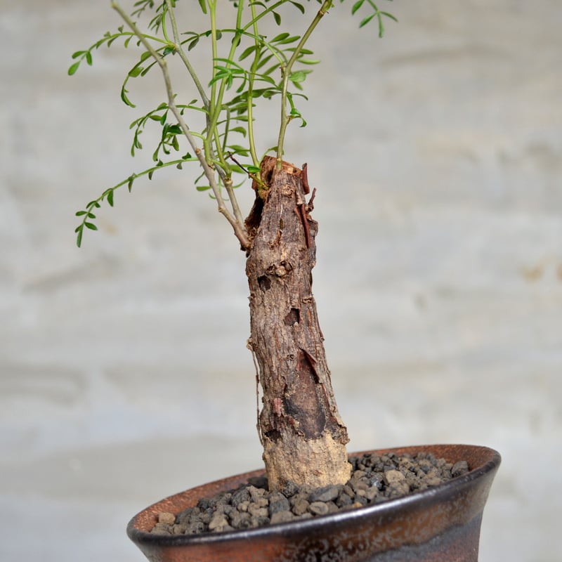 植物 × 鉢 】オペルクリカリア パキプス 根差し × 陶器鉢 | A 植物 × 鉢 】オペルクリカリア パキプス 根差し × 陶器鉢 | A